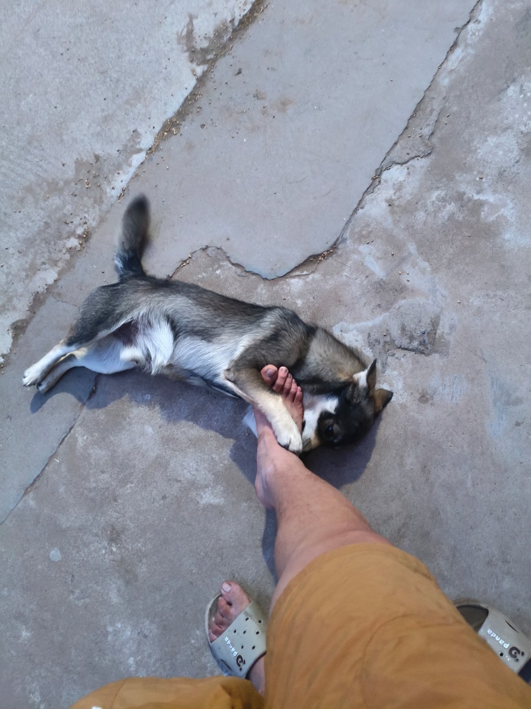 🐶