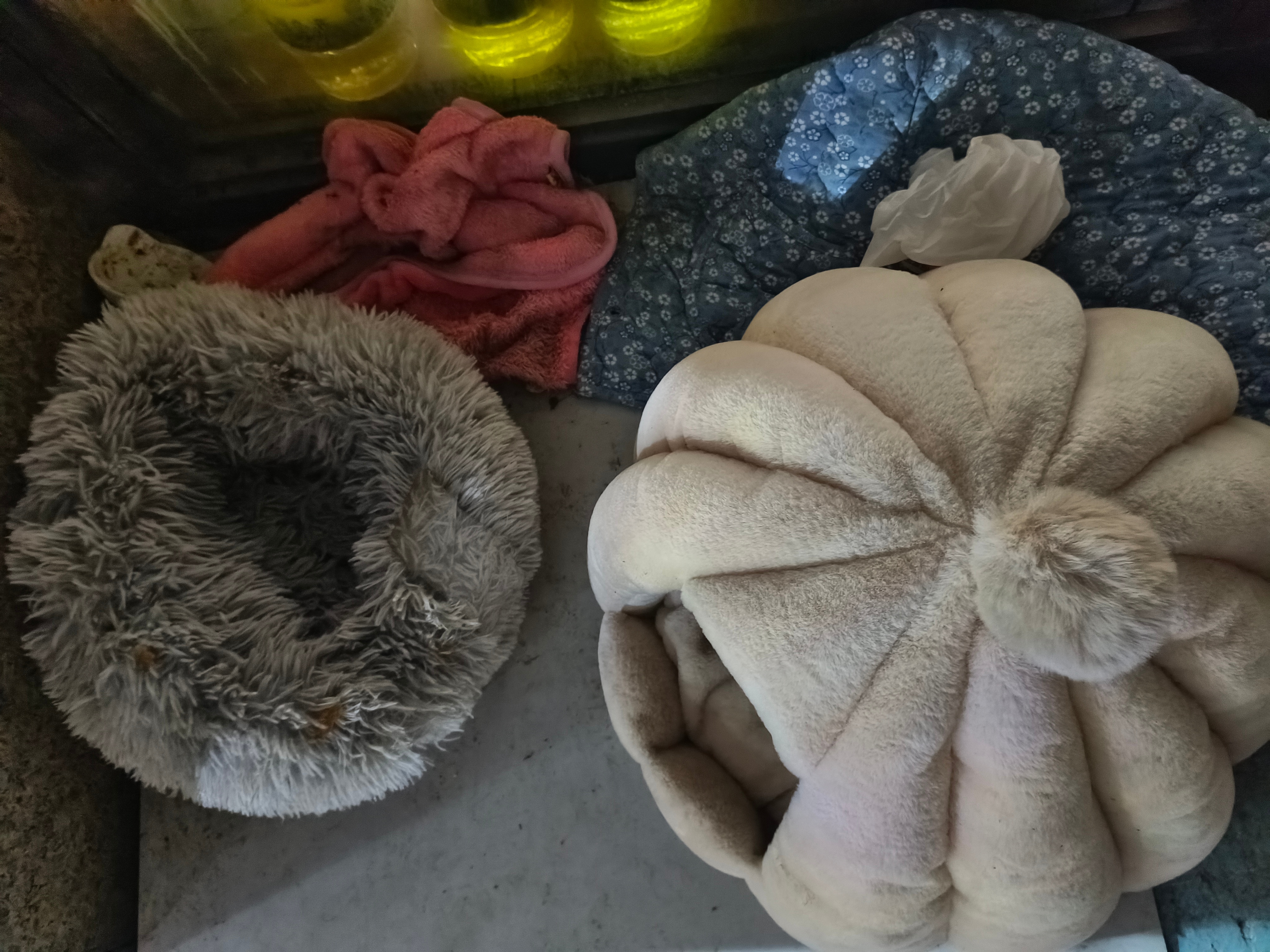 刚才走路，看到了流浪猫的屋子。现在的人，真的好有爱心，好暖心，被温暖到了，愿大大