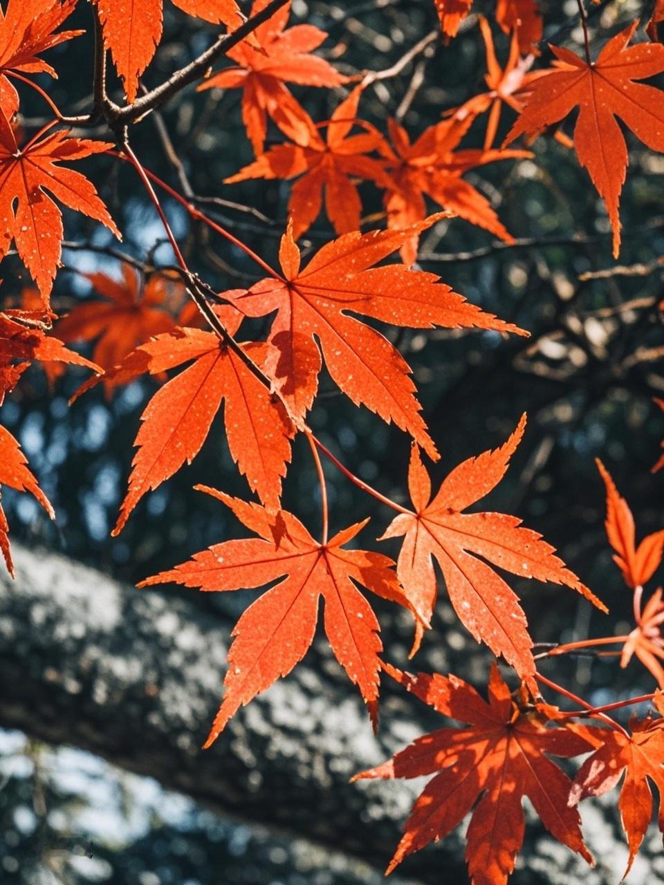 秋日生活打卡季 秋日真是个宝藏季节！就说乌鲁木齐，秋天美成了一幅画，要是自己身处