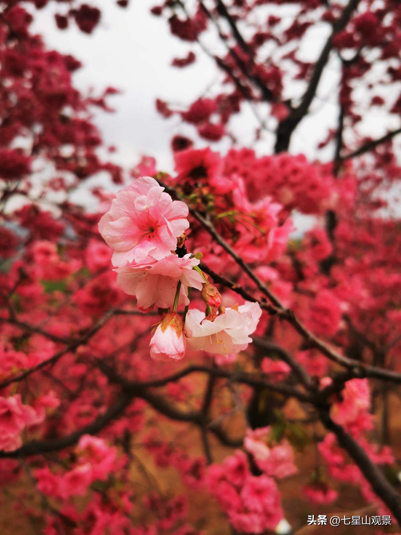 公园美丽景随拍