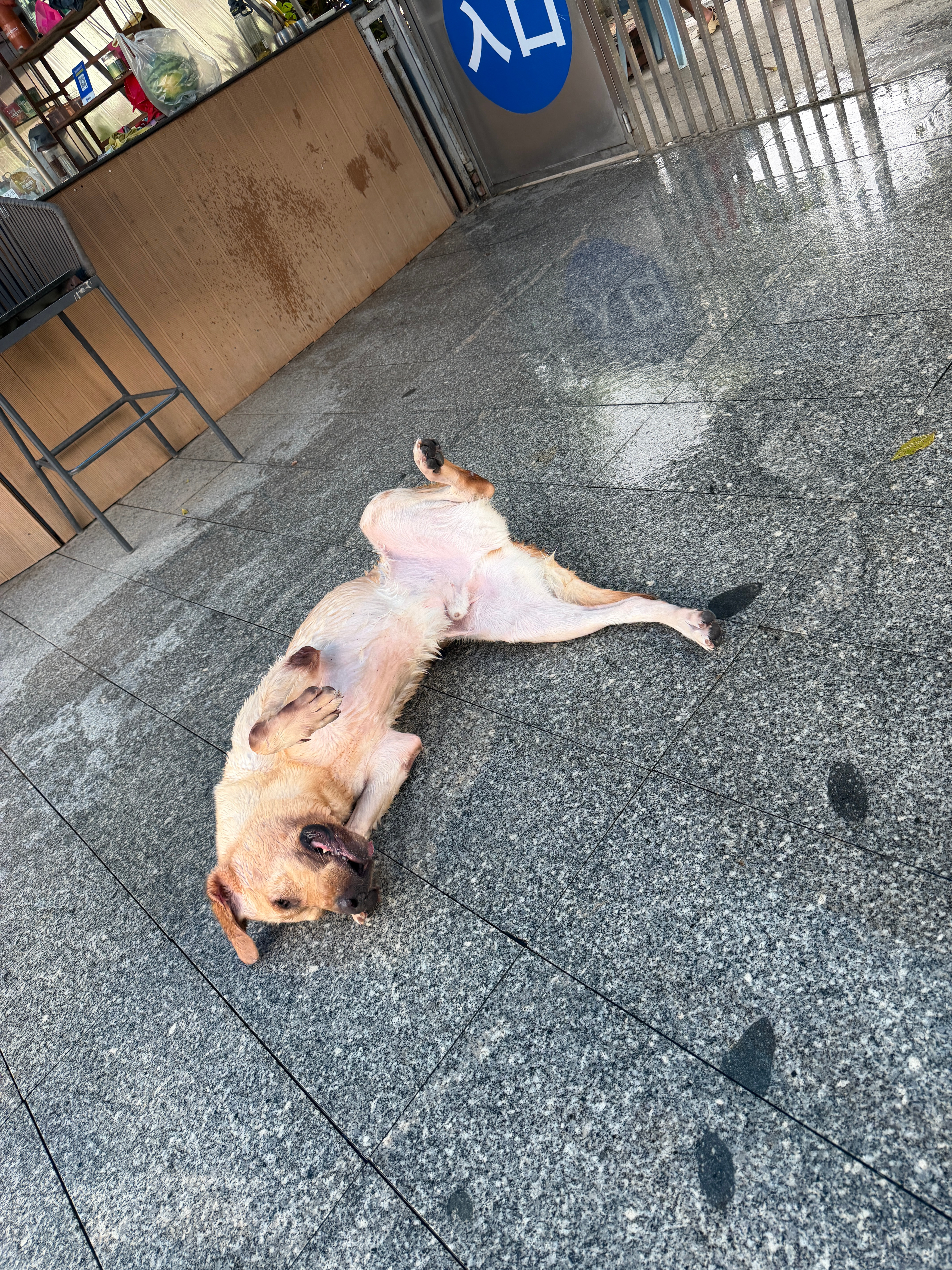 蠢狗在乐园住了半个月了今天来接回家神兽还是想我的，见了我一直蹦哒然后开始激情琅勃