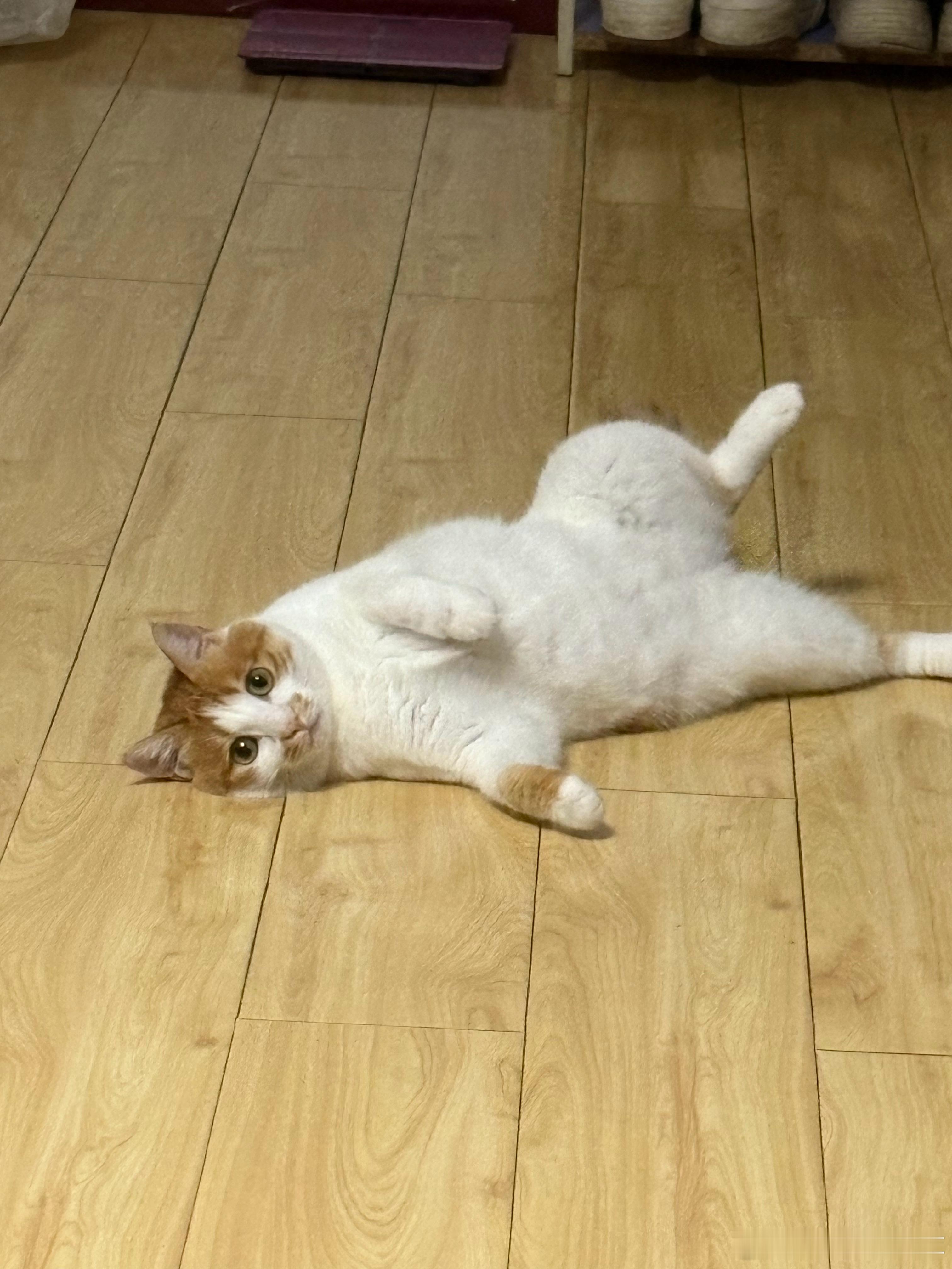 为什么会有小猫喜欢这样躺着[笑cry] ​​​