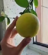 原来植物也能听懂人话，需要说点好话才能长得更好。
我家种的小柠檬树，两年了连花都