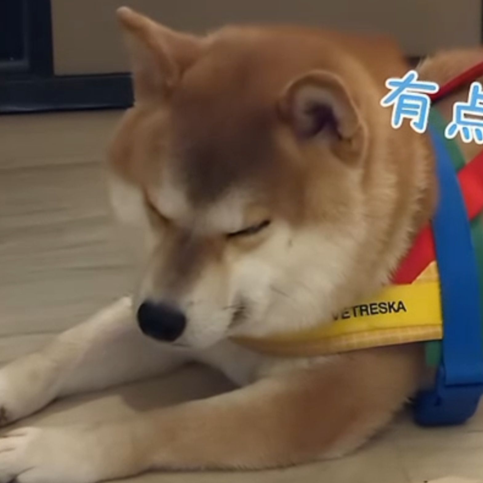 困成🐶了写实版张真源乖巧呼安记录 ​​​