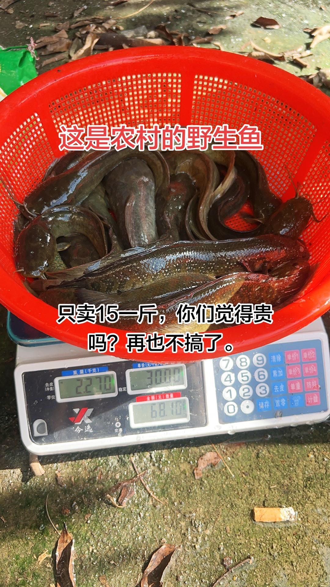 卖了三四个月的鱼，20块一斤卖不出去，15块竟然卖出去了。五块就没人要了，这是真