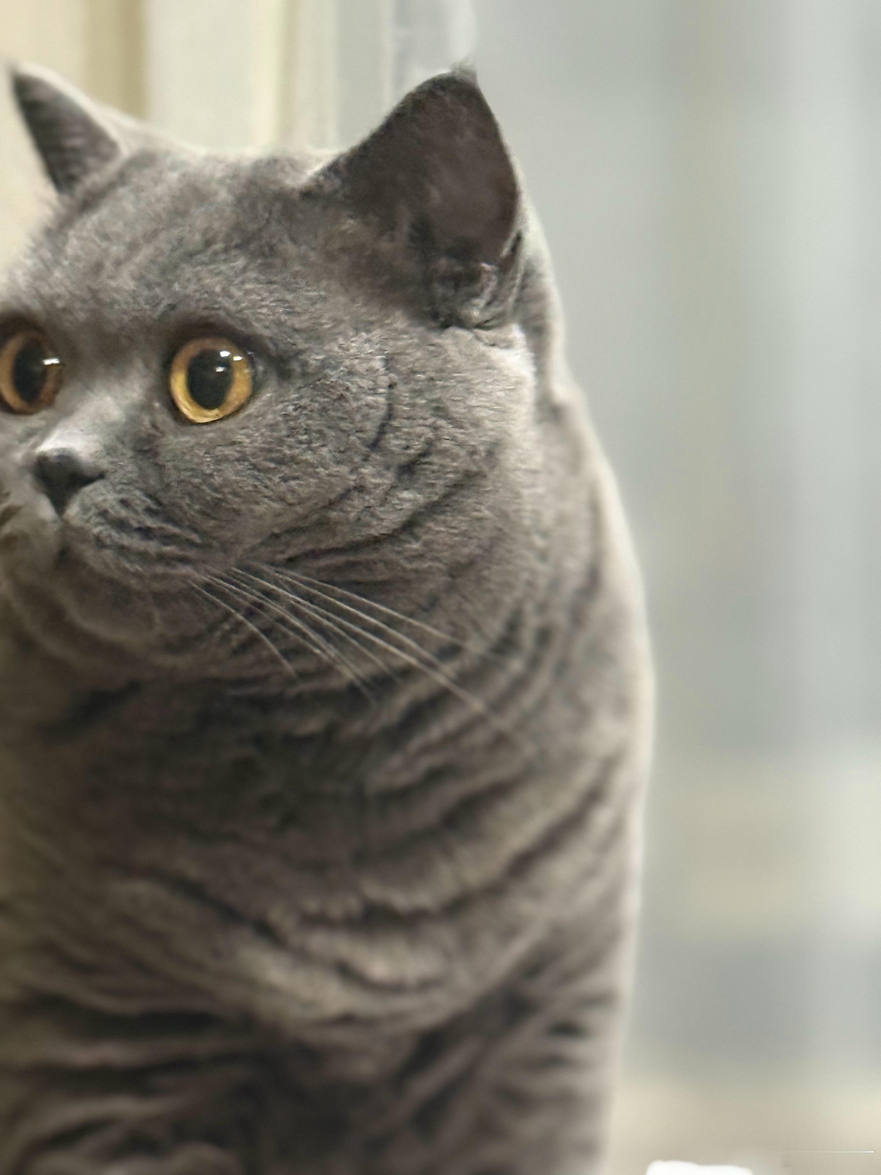 咋又被优化了？明明啥也没说