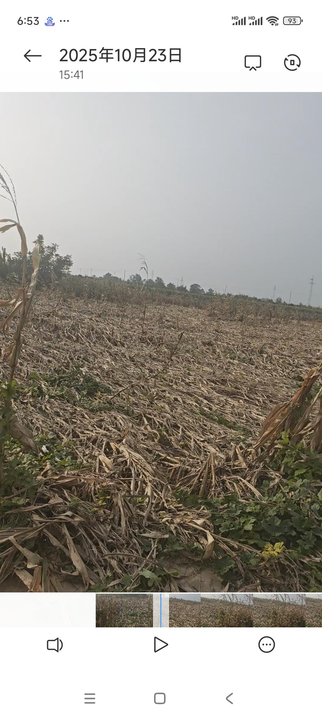 运城的老百姓太难了，秋收的玉米收不了，麦子种不上。
看看这即将丰收的玉米全部倒伏