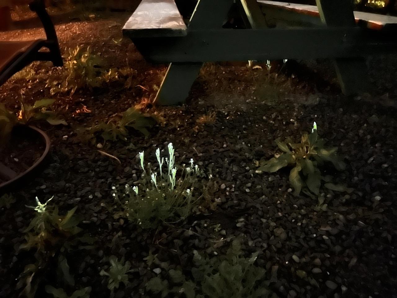 这张照片被误认为生物发光植物，其实是低角度聚光灯照射的效果。植物种类不一，发光位