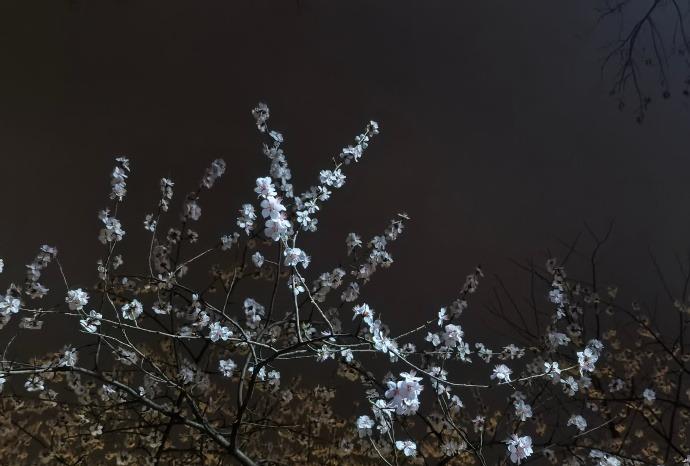 2026 年 3 月，深夜钻进北京的朝阳公园。那些悄悄绽放的樱花在风中轻轻摇曳，