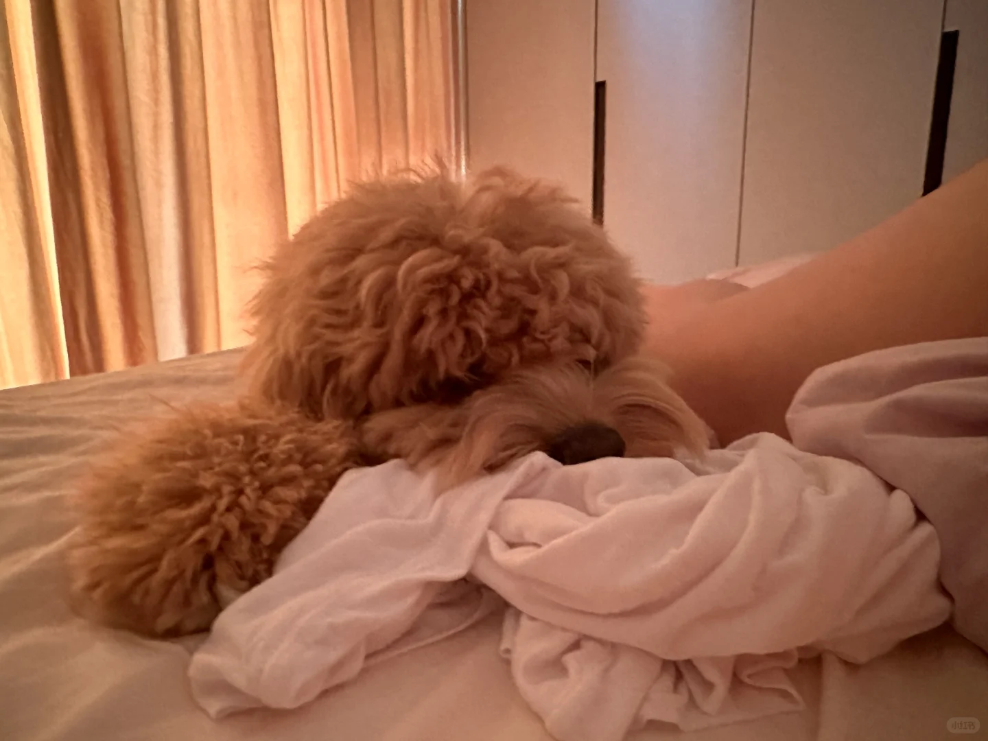 小狗会记仇吗