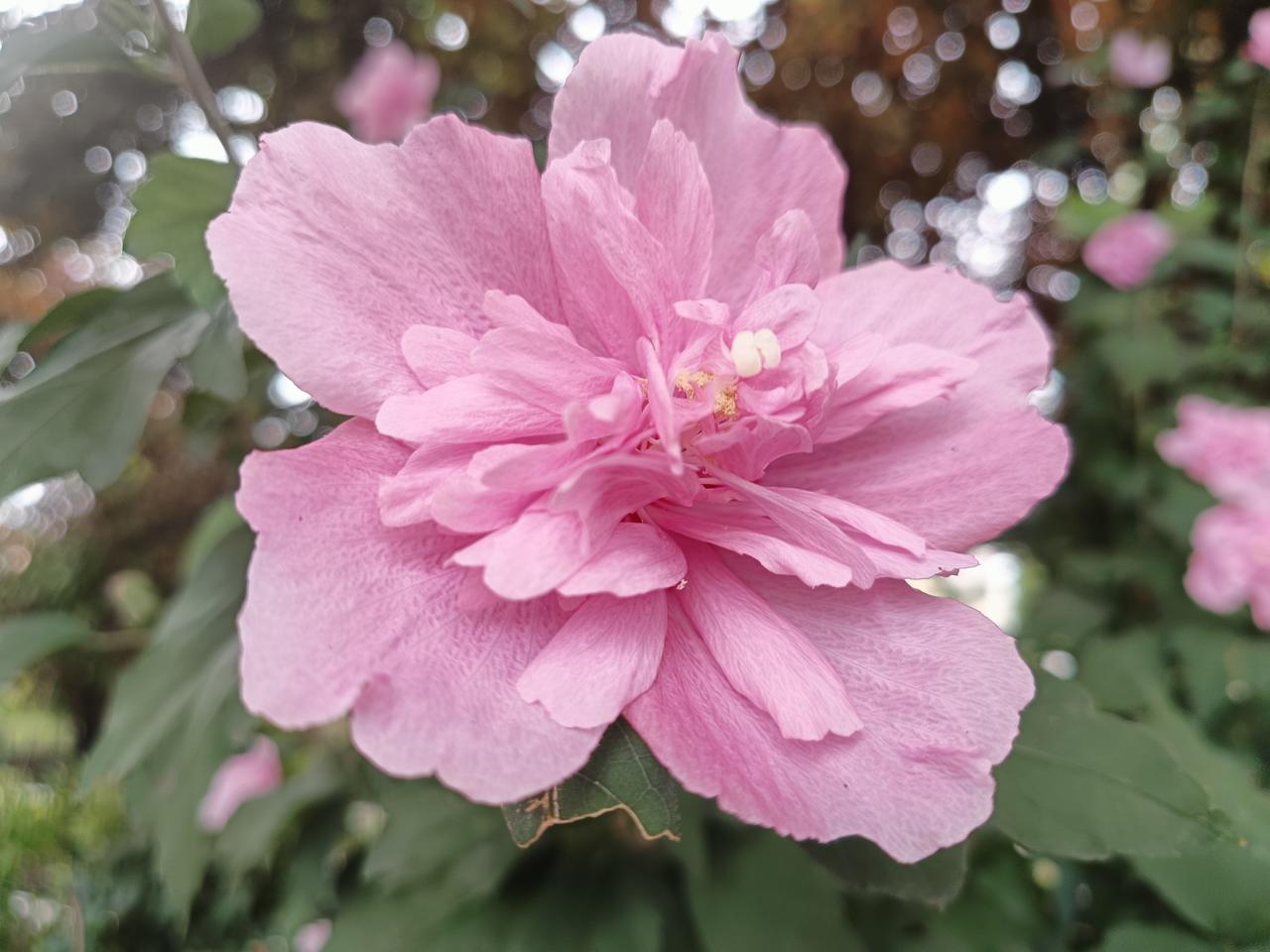 苦难中开出的花朵，让人泪目。作为肺腺癌晚期患者的我，还有什么可说的呢？！

33