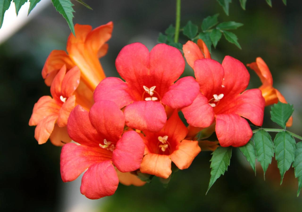 #分享一张凌霄花图片#
今年初夏拍过一组凌霄花，后来一直想拍没机会。前几日去拍百