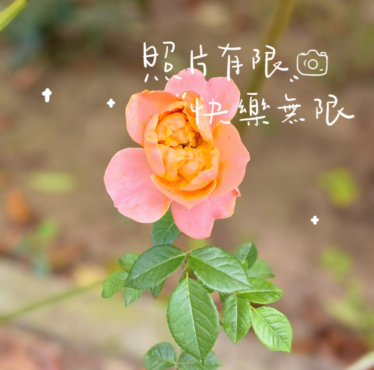 花开无尽夏，
浪漫无尽头，
风过花梢，初夏恰好。