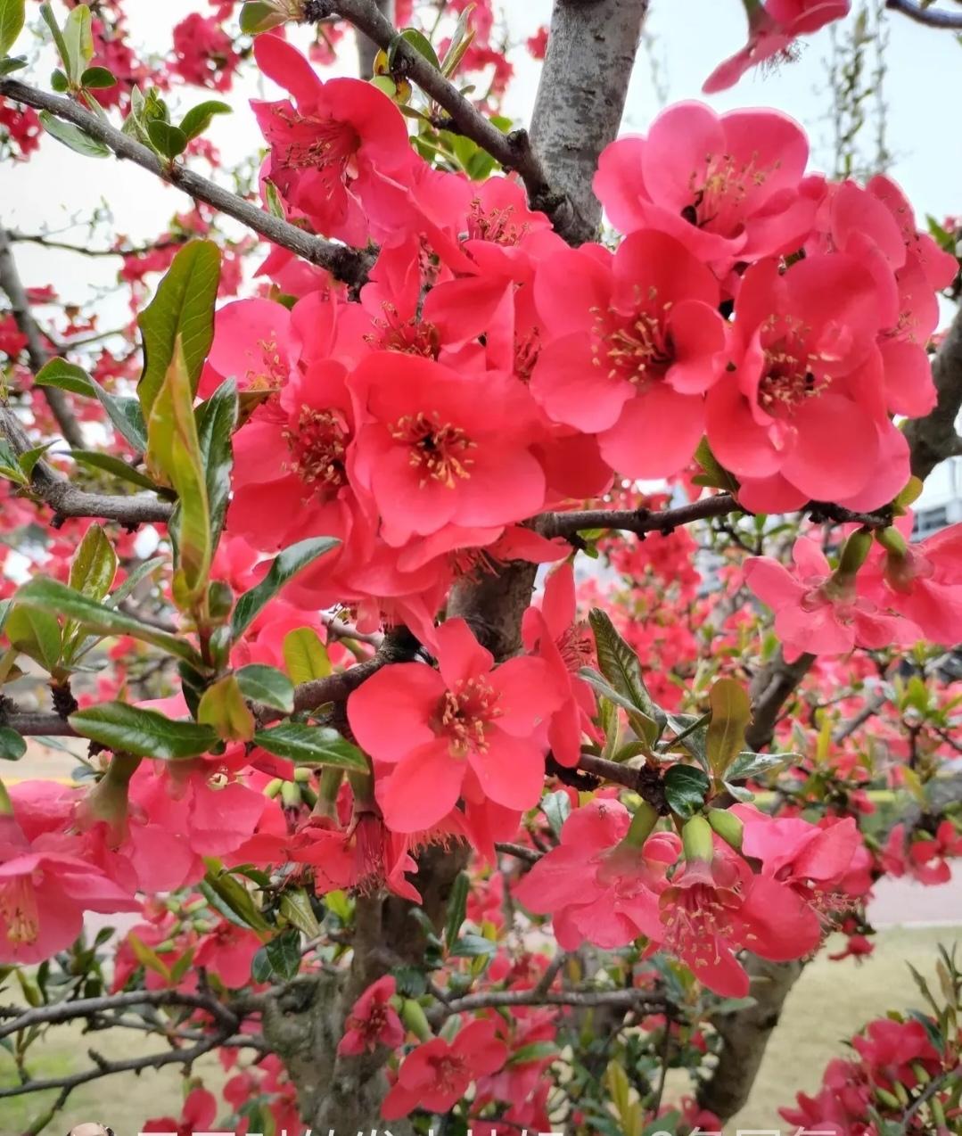 绵阳市富乐山
如约而至妖艳妖娆的海棠花
又在烟花三月即将到来之际
开滿了富乐山公
