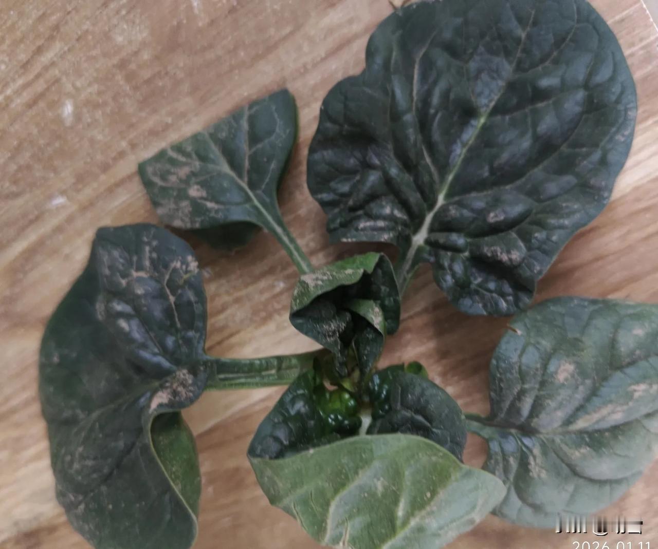 中午老公准备用菠菜下面条，
看到新鲜翠绿的菠菜，
我突然想起网上一篇大火的文章，