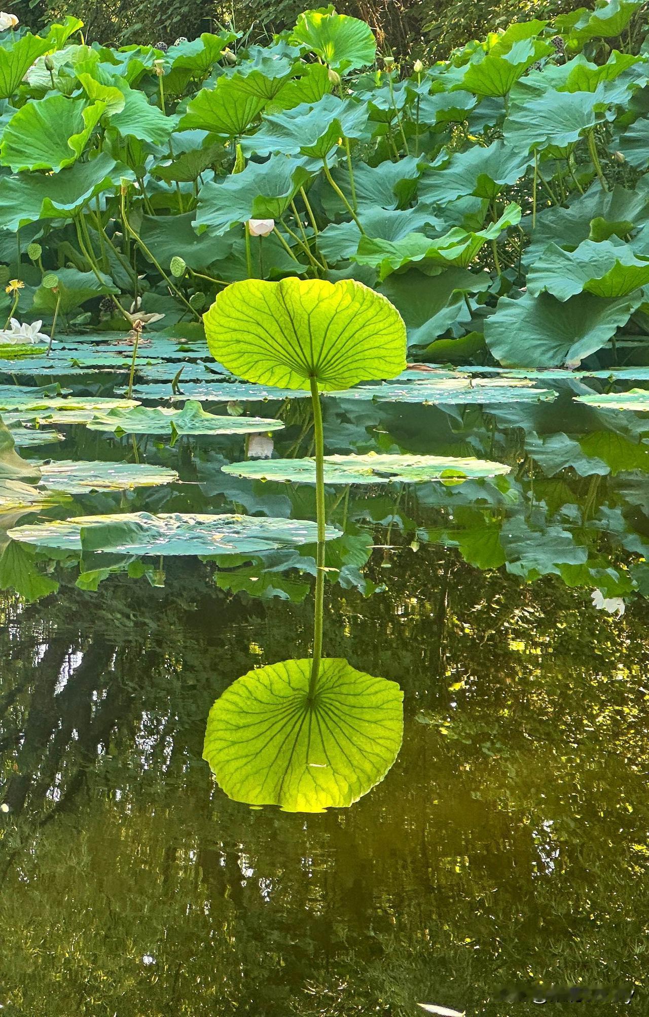 观荷

田田擎绿伞，影落镜湖幽。