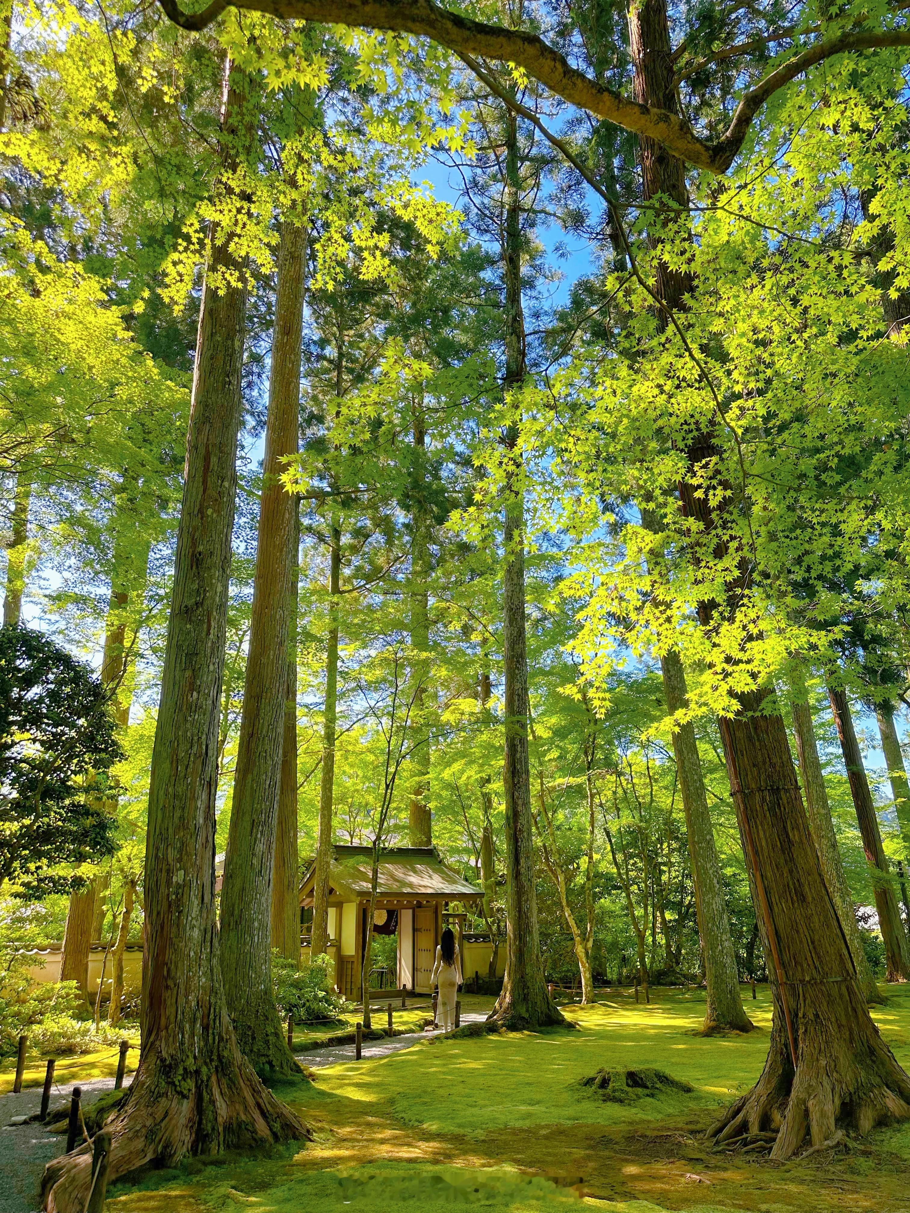 京都三千院⛩️寺院深处的苔痕碧绿清晨的光影笼罩着整个寺院那些怀揣信仰的人来过 又
