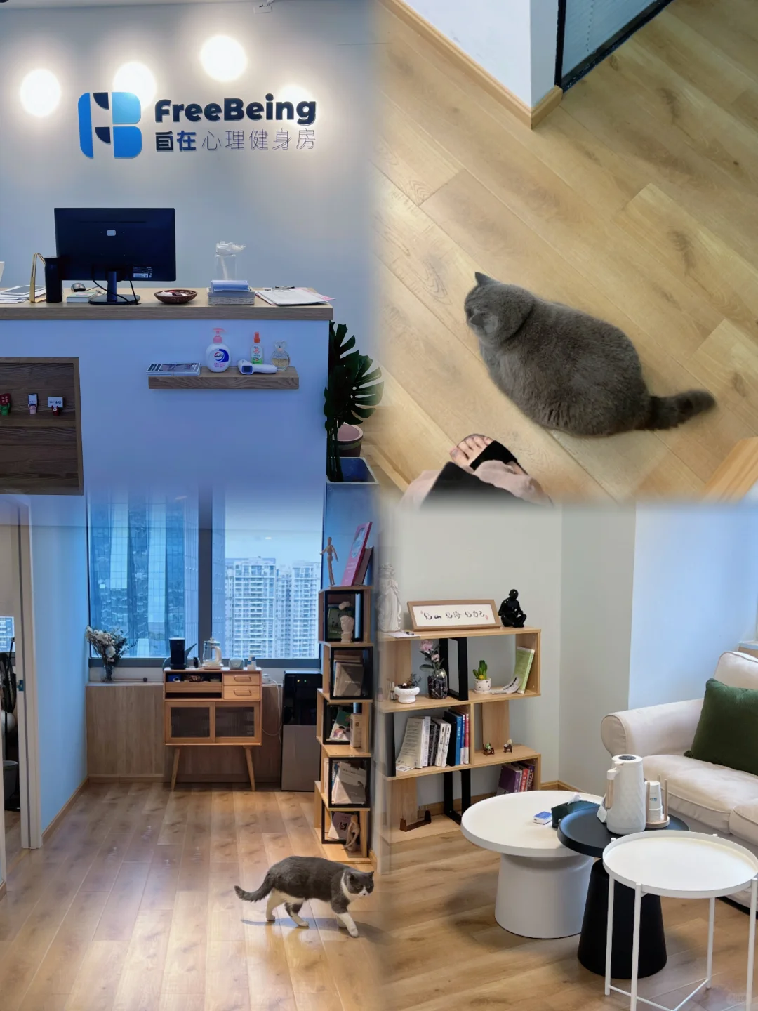 有猫陪伴的心理咨询室有点意思🐱🐱！