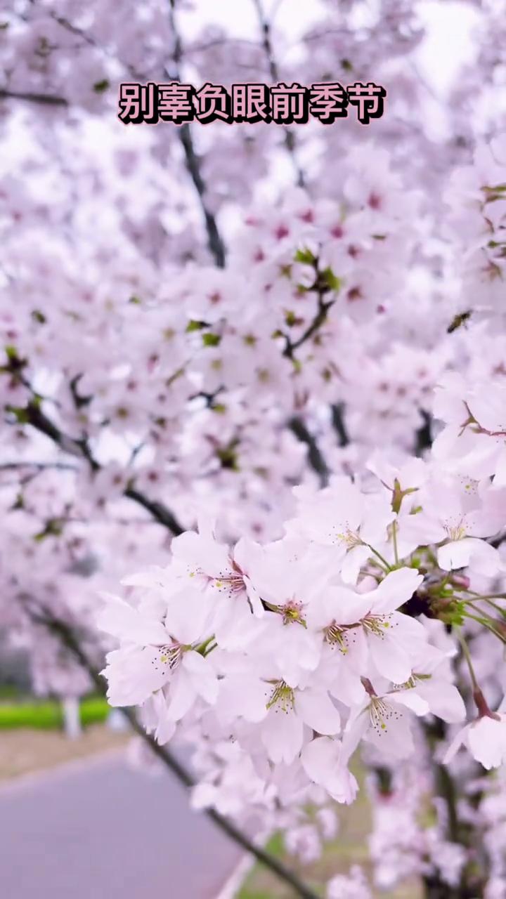 别辜负眼前季节。