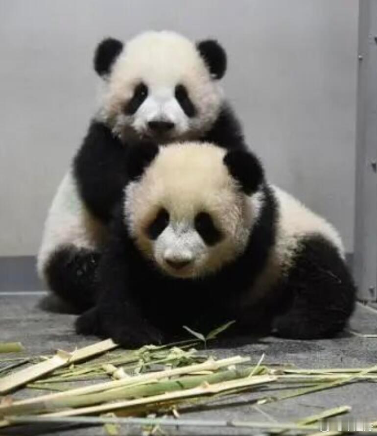 日本将不再有大熊猫日本马上要没有大熊猫了！！目前日本国内仅有2只大熊猫，为东京上