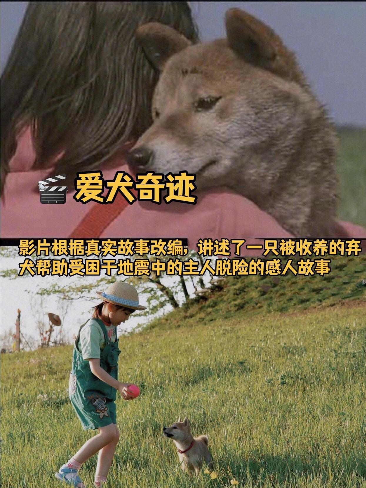 适合宅家观看的萌宠治愈系电影。 [求关注][拜托][点赞] ​​​