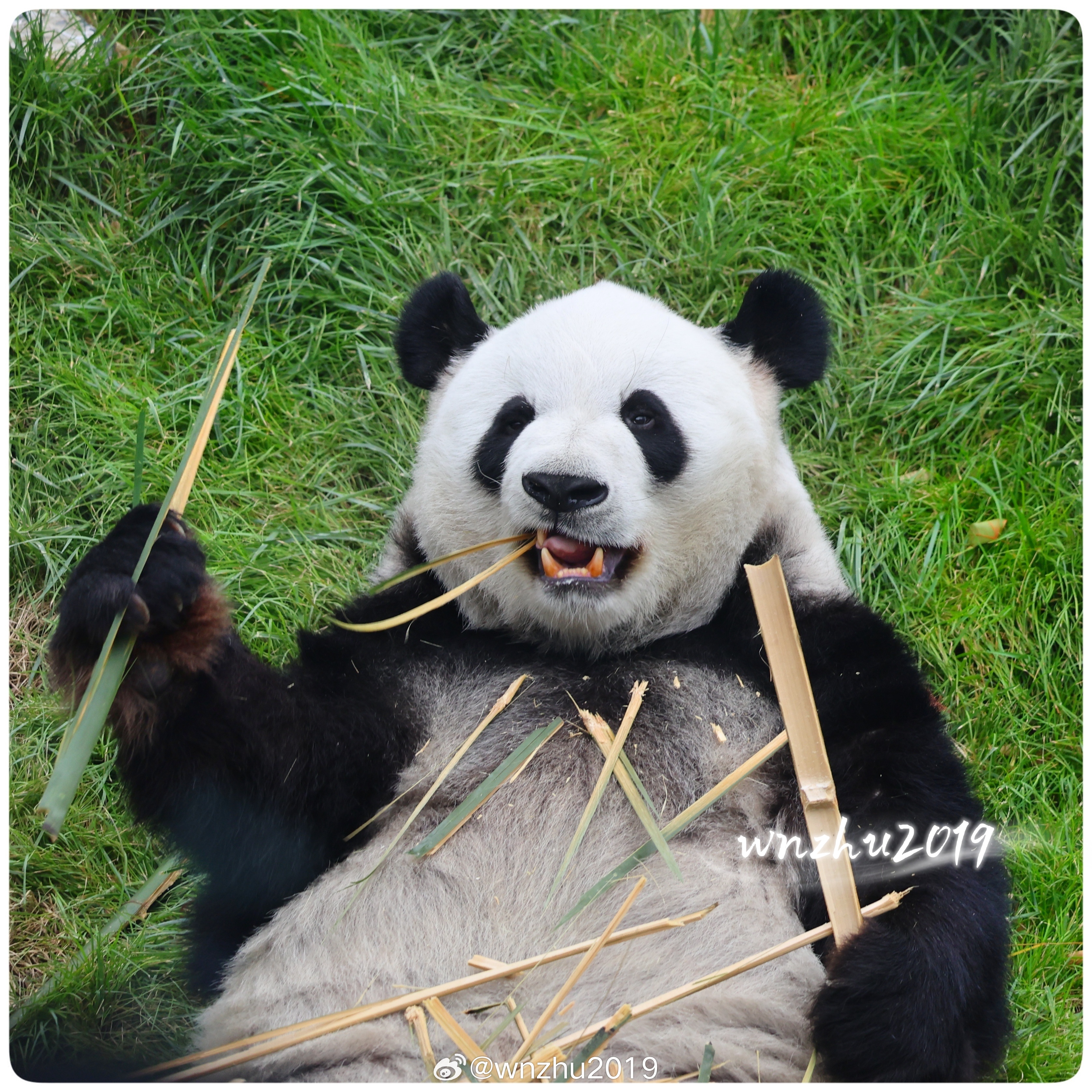 大熊猫萌兰 愿你越来越开心啊，宝宝 