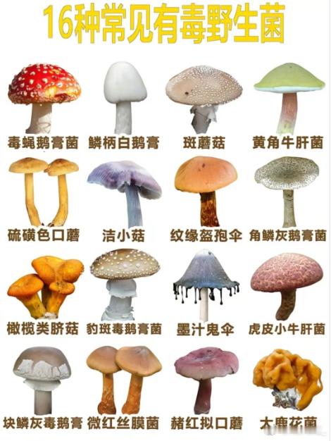 网红称婆婆吃邻居送的蘑菇中毒身亡 我一般只吃菜场常见的平菇、香菇、口蘑、金针菇、