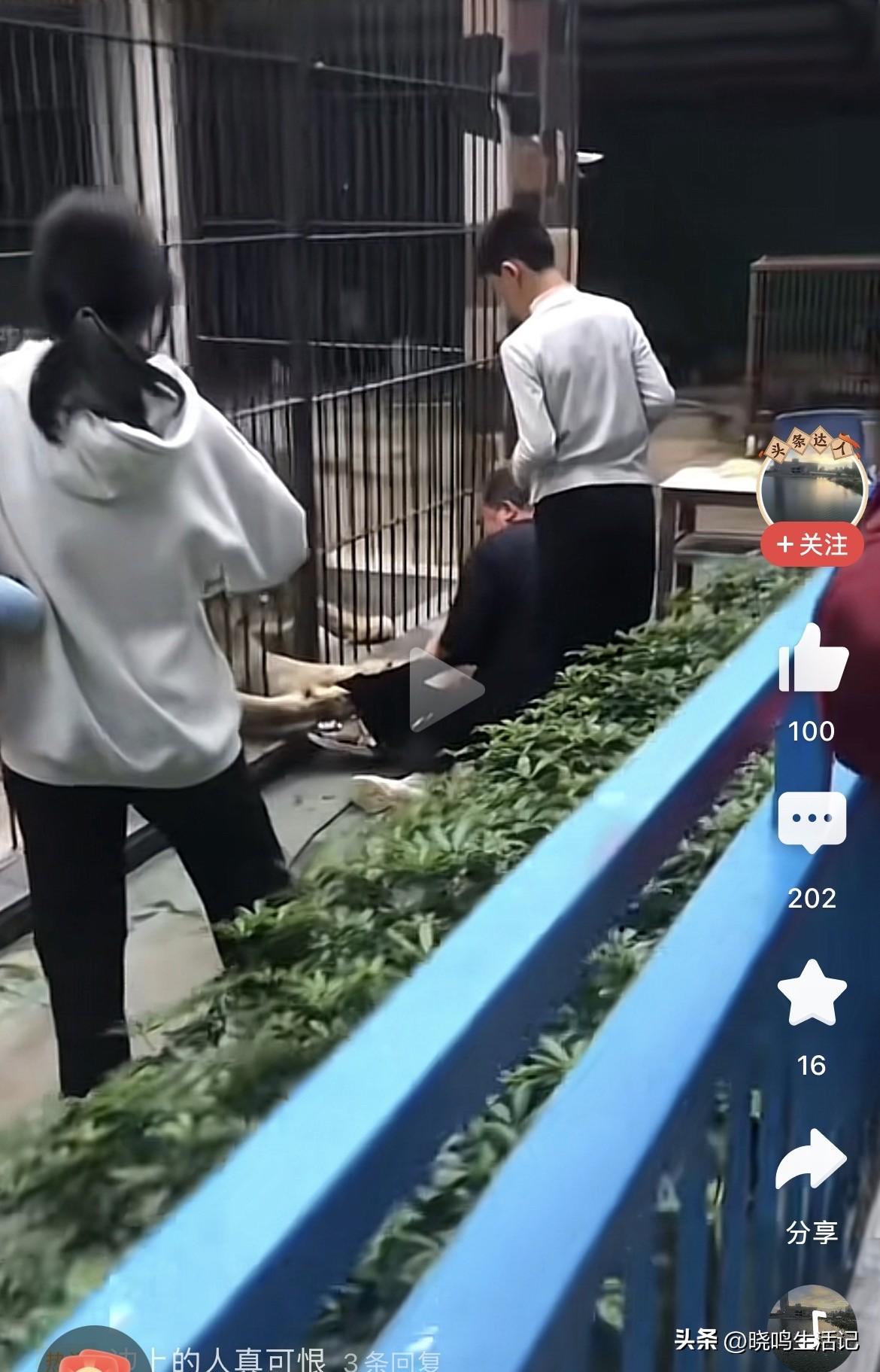 动物园狮子隔着铁笼抓住小游客腿，小孩当场吓得大哭，父亲费很大劲才帮孩子挣脱，大家