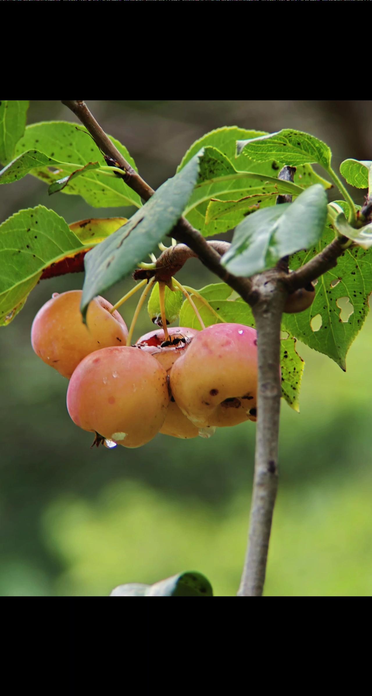 好看又好吃，晶莹剔透，灵动唯美，酸里带着甜，甜里带着酸，这模样，这味道，让人越品