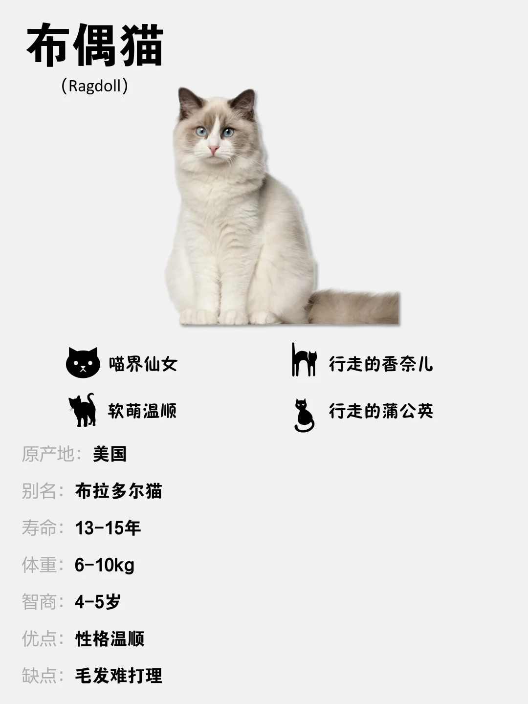 每天认识一只猫！布偶猫为何弃养率那么高！