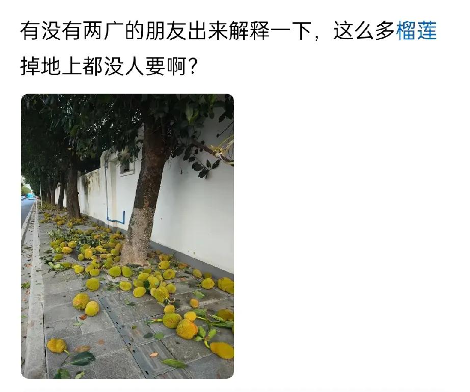 刷到一网友发文——有没有两广的朋友出来解释一下，这么多榴莲掉地上都没人要啊?
两