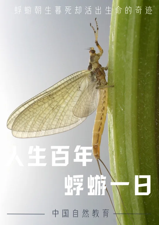 人生百年｜蜉蝣一日