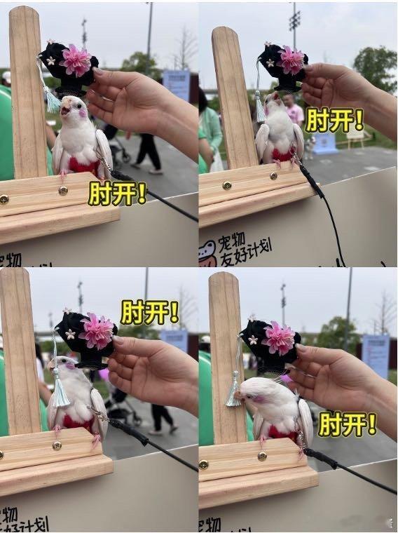 真小鸟全身都在拒绝封妃 欧米加，小红书宠物友好计划上海场活动偶遇安小鸟真身！疑似