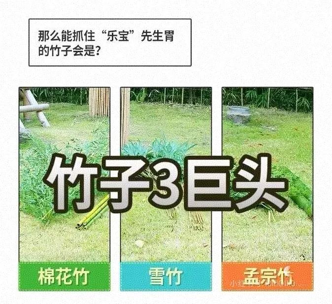 打工天花板，伟大的美食哲学家[火炬][火炬][火炬]
论挑食，乐宝绝对在猫届能排