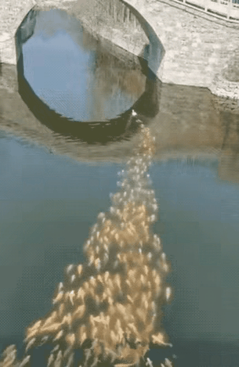 【鸭子领鱼】鱼群依据简单信号行动，一旦信号被伪造就会被误导。這是物種的一個共識，