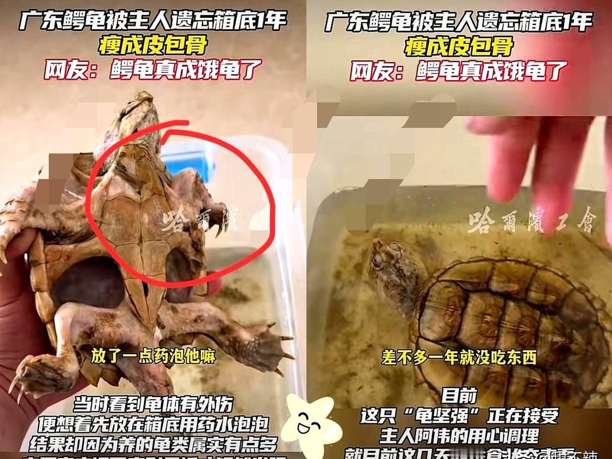 广东，一男子整理龟箱时，发现了一年前自己放的鳄龟，看到它一动不动以为已经死掉了，