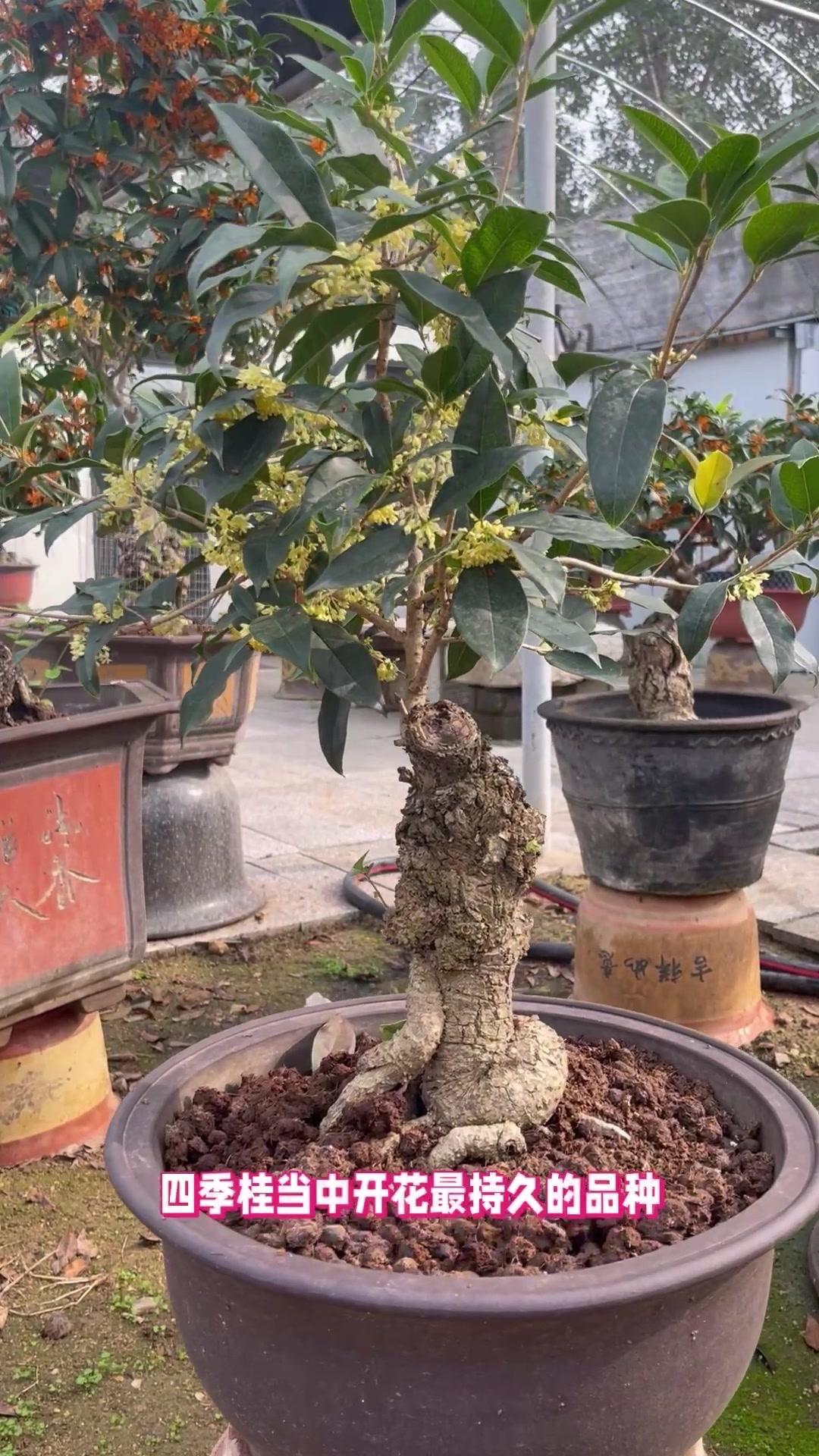 老月桂真的是四季桂里的花期王者！秋天开第一茬花时，花色是淡黄色，过段时间再开就变