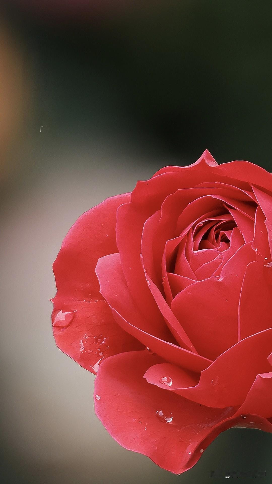 春天的花开

春天里的赏花 春天的鲜花浪漫