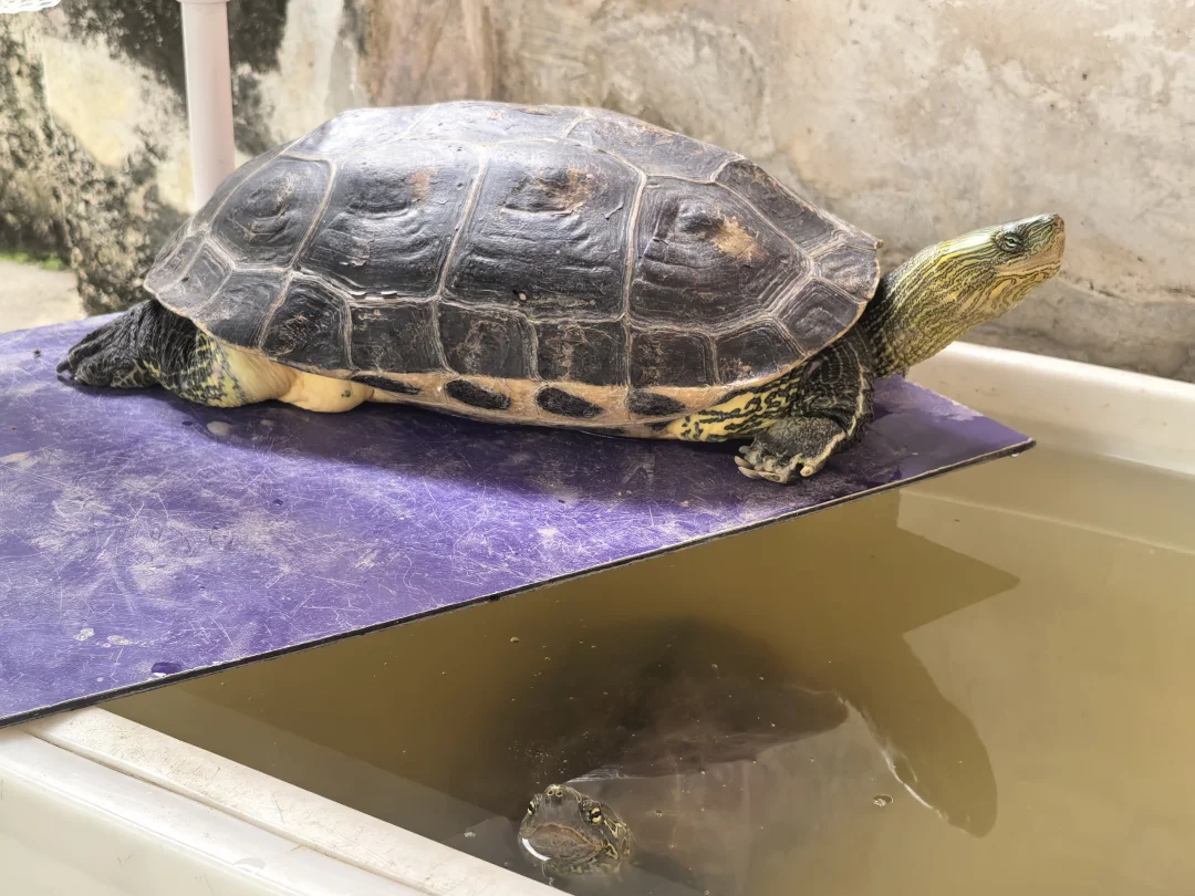 🐢：没有条件就创造条件