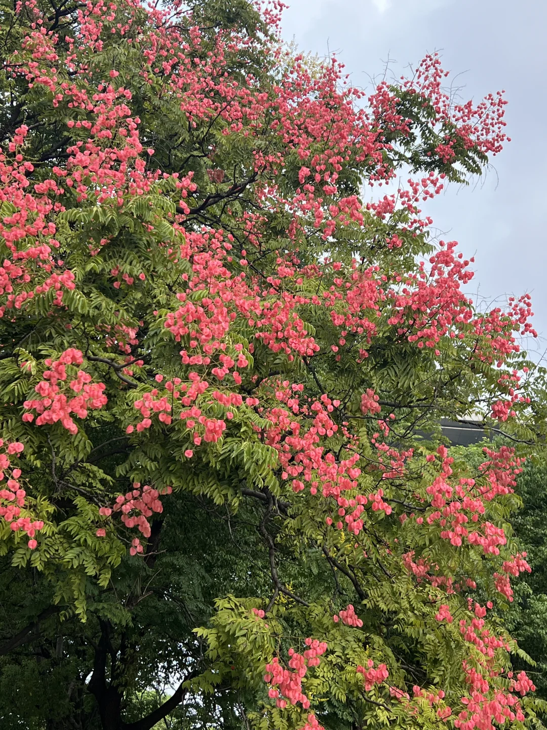 栾树花开|09.10杭州西湖文化广场实探