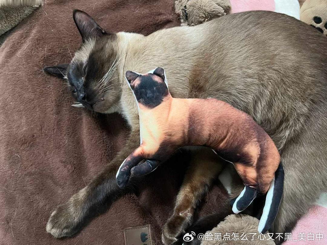 晚安逼罗