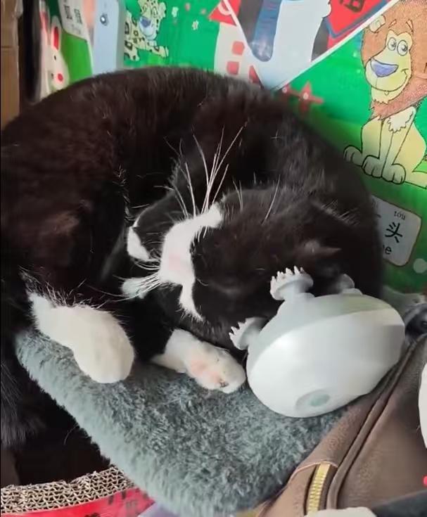 半挂司机养了只半挂猫半挂旅途不孤单，萌猫化身专职副驾，安静看风景乖乖守着司机，又