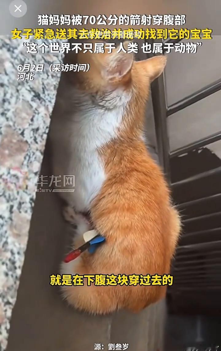 猫妈妈被70公分的箭射穿腹部，女子紧急送其去救治并成功找到它的宝宝。
华龙网。