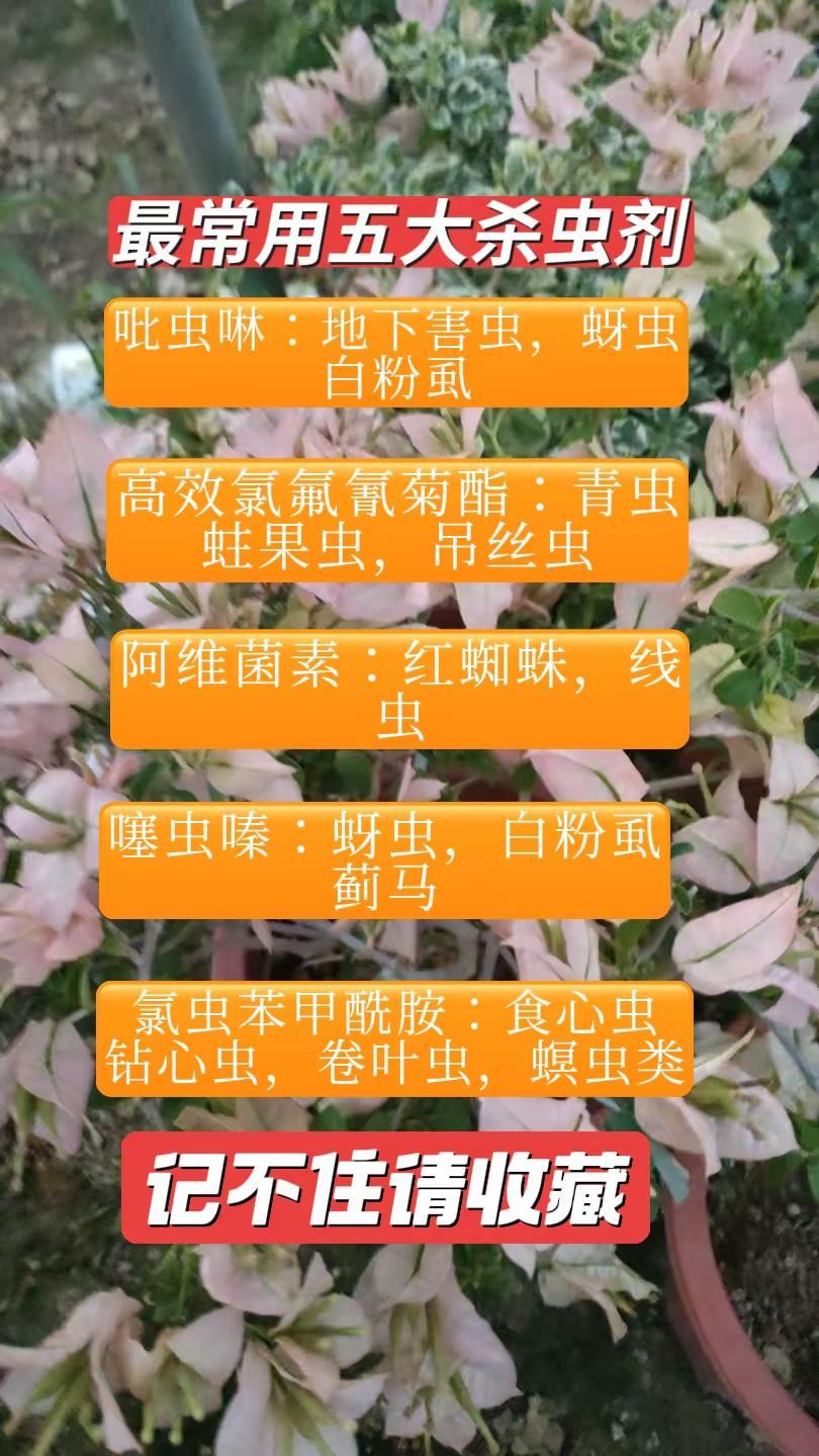 养花我是认真的但不专业