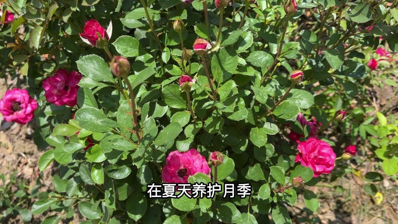夏天养护月季，有件事不建议新手花友做，那就是给月季洗根。前几天有花友月季闷根，之