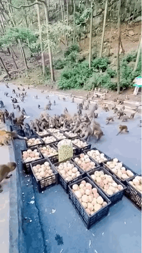 图1：猴子什么时候变得，这么讲礼貌了？
图2：妹子的颜值，就是被一张嘴给毁了。