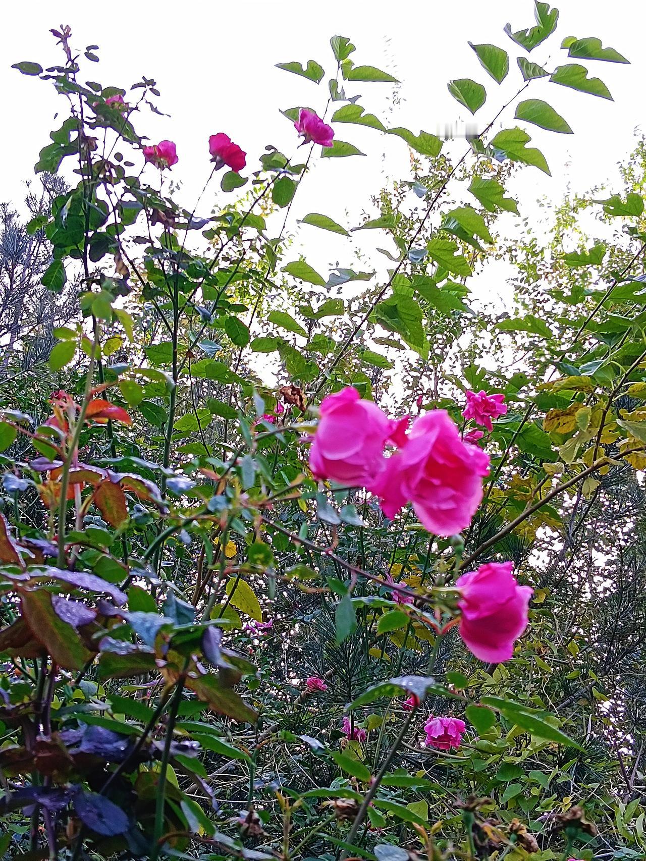 你们家乡把“知了”叫做什么我们这叫啸啸