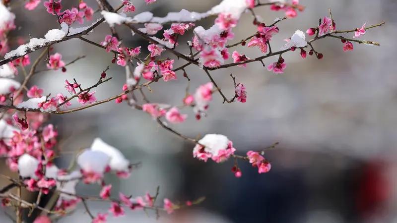 上联四：冬雪滋红梅，诚邀下联骄阳晒荷塘