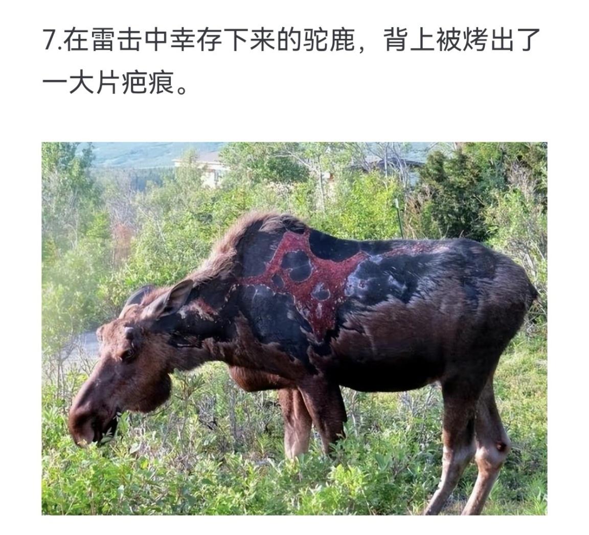 在雷击中幸存下来的驼鹿，背上被烤出了一大片疤痕