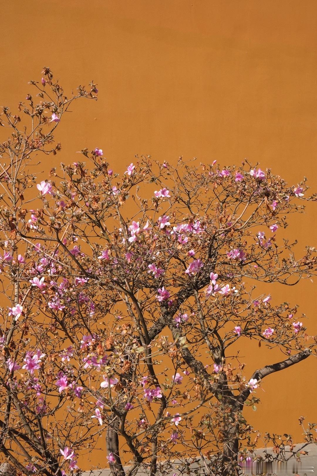 北仑正阳禅寺黄墙黄瓦寺庙里的鸽子🕊️ ​​​